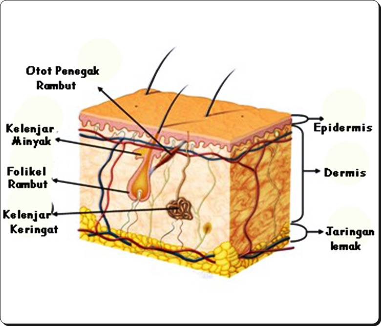 Alat Indera Manusia Yang Berfungsi Sebagai Indera Peraba Yaitu